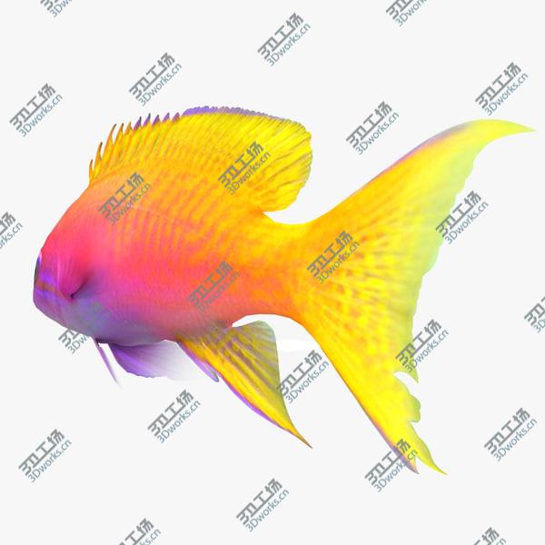 images/goods_img/20210312/Aquarium Fish Collection/5.jpg